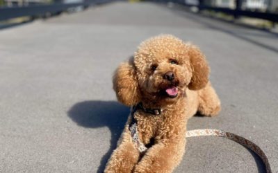 Dynamics Dog enjoying a walk after all his work for KEC.