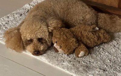 Dynamics Dog is taking a rest with his lookalike buddy.