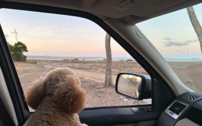 Dynamics Dog on work travel – Taking a break.