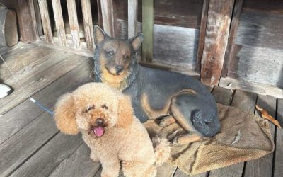 We work hard (like a pack of dogs) for our clients.