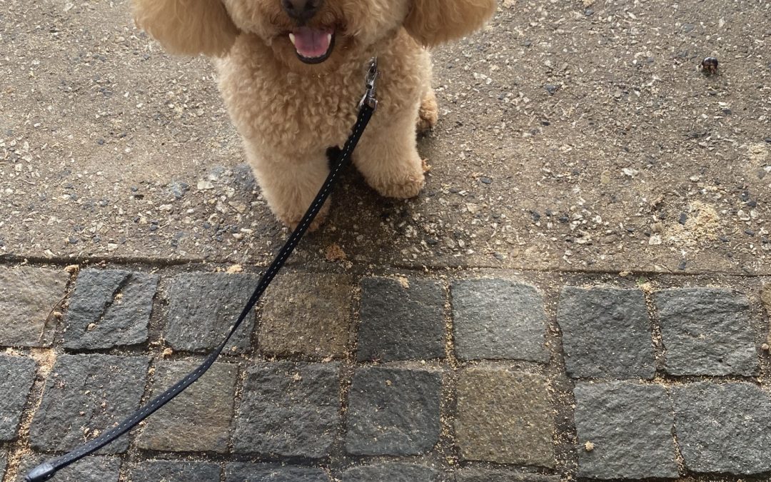 Dynamics Dog enjoying a puppuccino in his break.