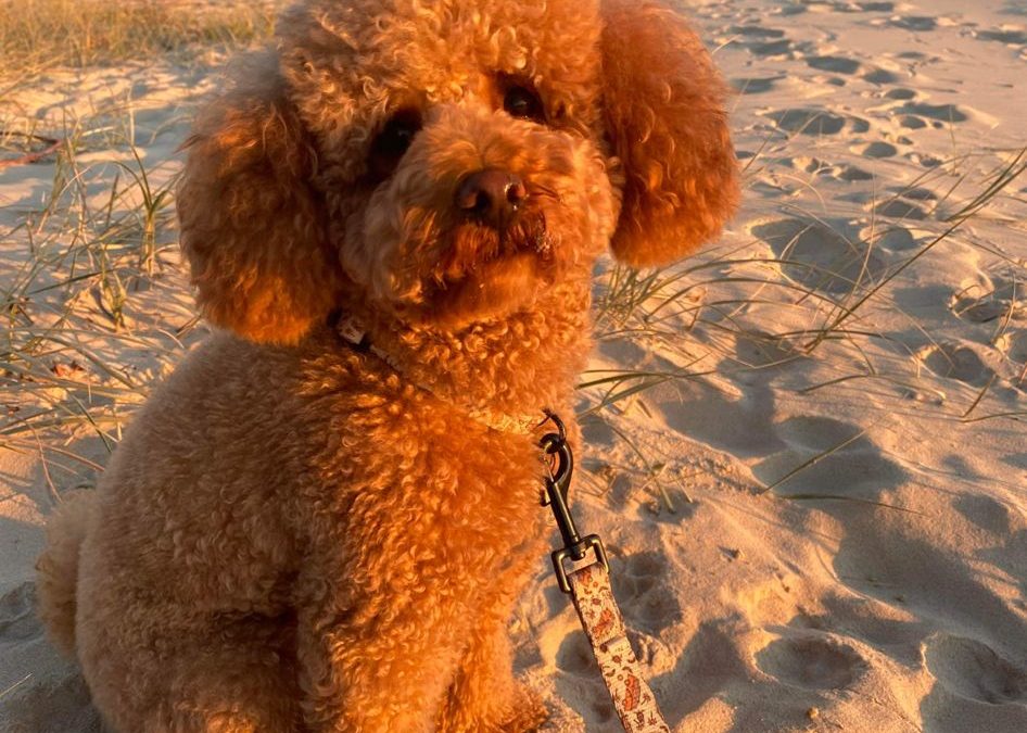 Is your hooman spending not enough time taking you for WALKIES?