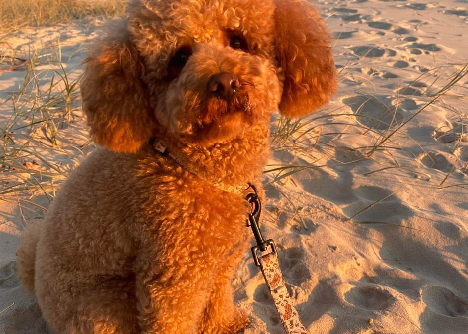 Dynamics Dog at the beach