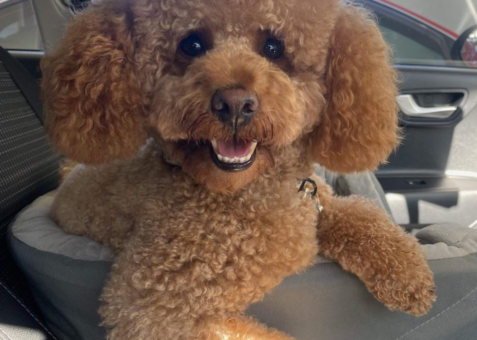 Dynamics Dog in the car.