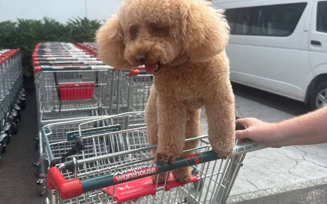Dynamics Dog in a shopping cart baby seat